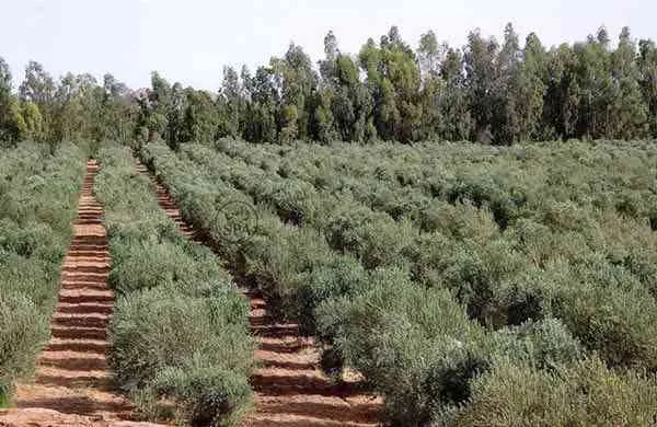 Land plot · Centre ville, Tangier